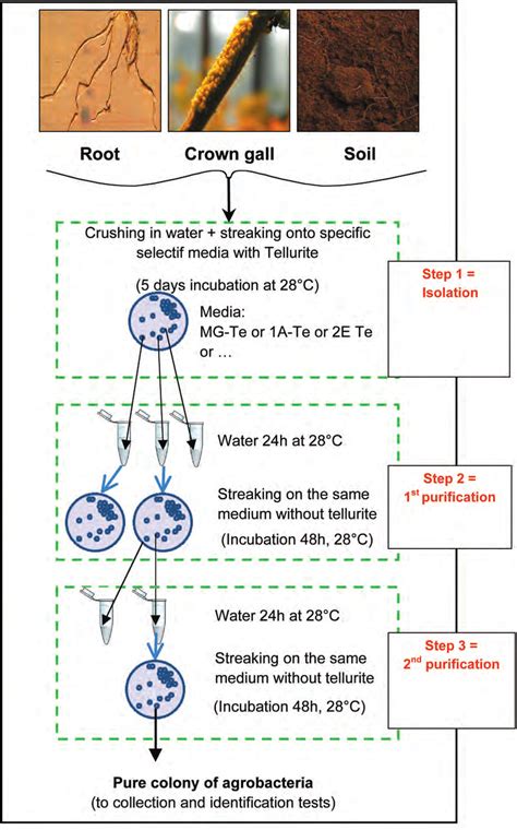 Flow diagram for obtaining a pure culture of agrobacteria. At least two... | Download Scientific ...