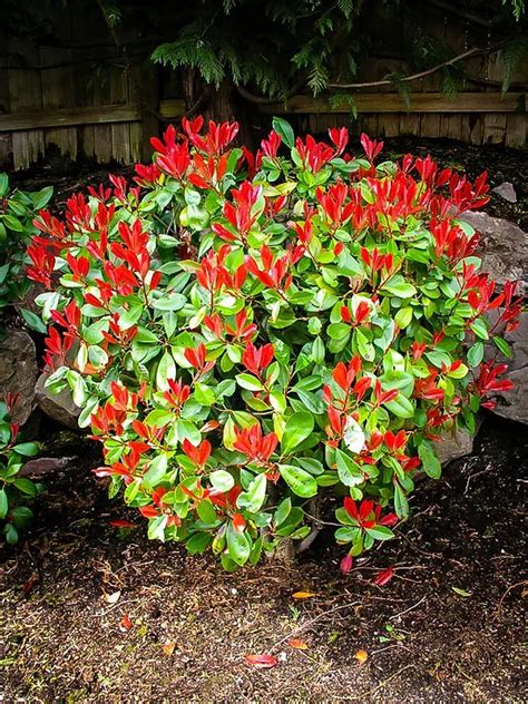 Red Tip Photinia For Sale | The Tree Center