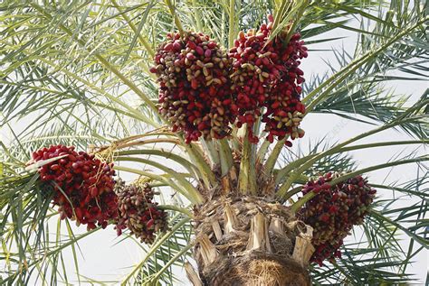 Dates in Saudi Arabia - Stock Image - C027/2833 - Science Photo Library