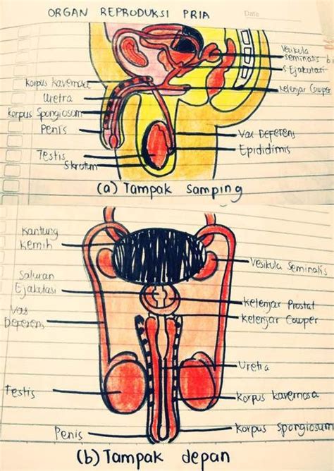 Organ reproduksi pria. | Biologi, Seni, Pria