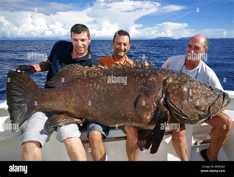 Giant Grouper Fish