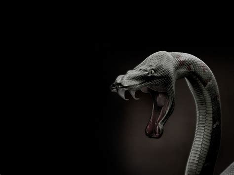 Black Snake Wallpaper - WallpaperSafari