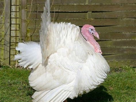 20 Broad Breasted White Turkey Facts - Facts.net