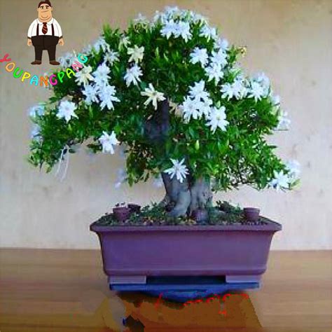 100 Pcs Jasmine Tree Seeds OutletTrends.com Free Shipping Up to 70% OFF