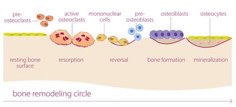 Bone cells - TOBIG