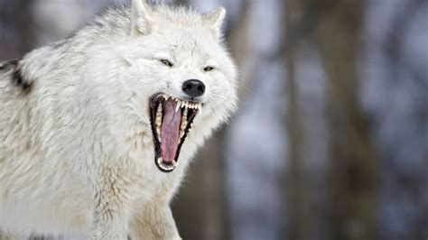 Why Are Arctic Wolves Endangered - Arctic Wolves Status - SciQuest