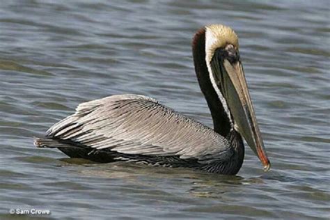 Louisiana State Bird | Louisiana swamp, Louisiana, Louisiana bayou