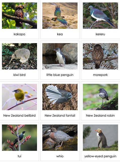 Birds of New Zealand | AMI Digital