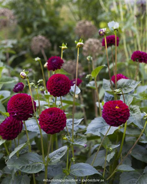 Dark red dahlias – www.gardenflow.se