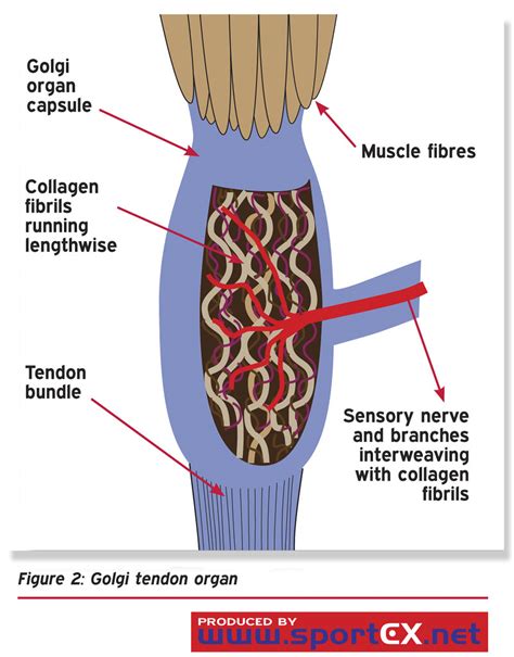 Golgi tendon organ | sportEX dynamics 2010;25(Jul):12-16 | sportEX journals | Flickr