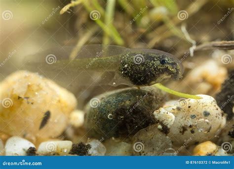 Tadpole stock photo. Image of clear, aquarium, creature - 87610372