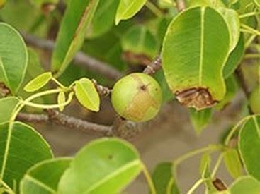 Manchineel Tree - Beware! - UF/IFAS Extension Volusia County