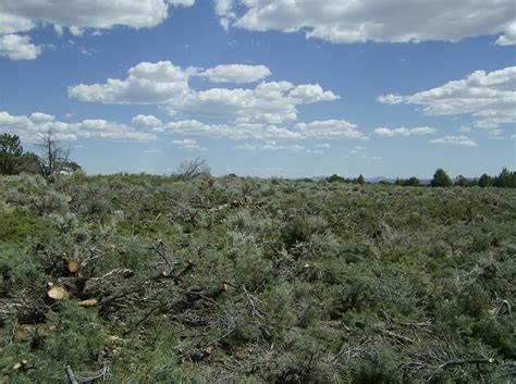 Sage Grouse Habitat Restoration 12 | The field after it had … | Flickr