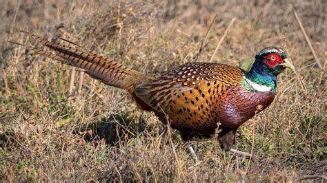 Ring-necked Pheasant | Audubon Field Guide