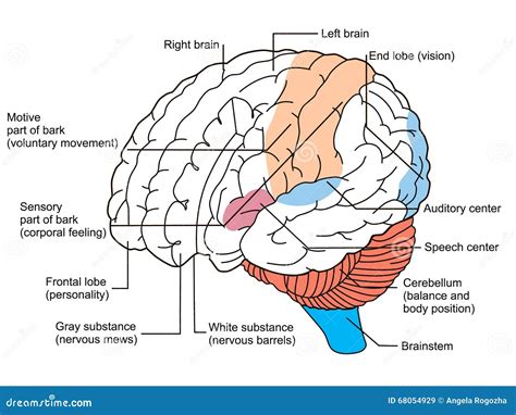 Brain sections diagram stock illustration. Illustration of intellect ...