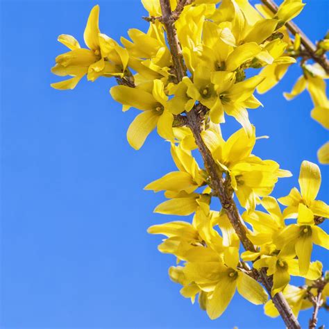 How to Grow and Care for a Forsythia Bush - Birds and Blooms