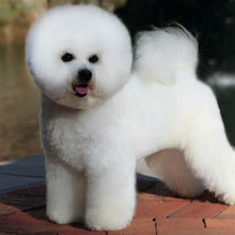 Bichon Frise grooming, bathing and care | Espree