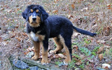 Golden Mountain Dogs | Golden mountain dog, Dogs, Dogs golden retriever