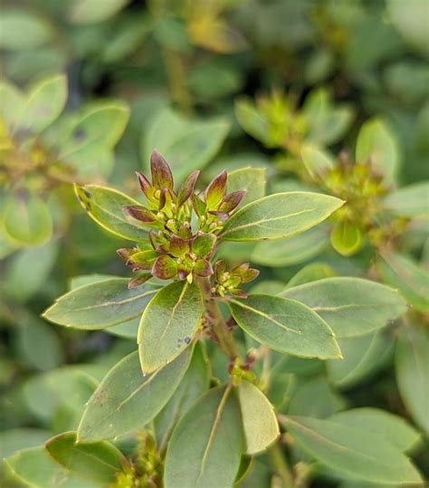 Ilex glabra Forever Emerald™ Forever Emerald™ Inkberry from Prides Corner Farms