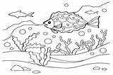 Grouper Coloring Paintingvalley Sketch Page sketch template