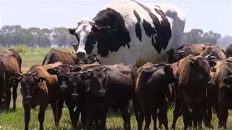 Knickers the giant cow: why do some animals grow so big? | by Keele University | Keele University