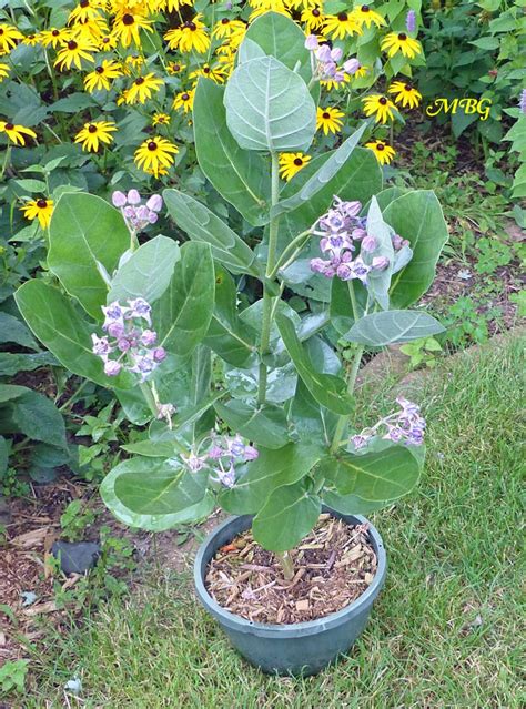 Calotropis Gigantea- Large Milkweed Leaves for Caterpillars