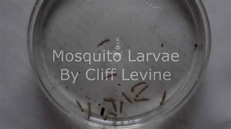 Stagnant Water Larvae