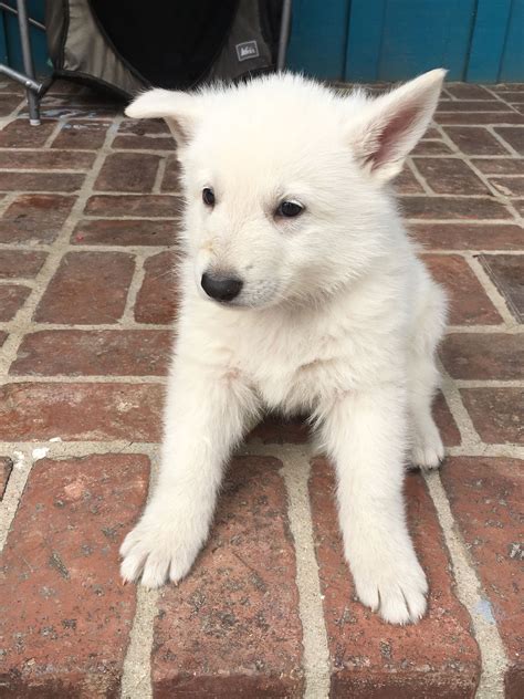 Tan Boy - a male UKC White Shepherd puppy for sale in Fullerton ...