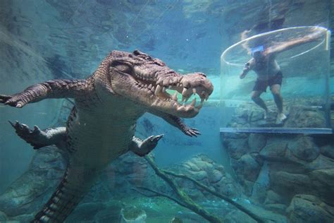 Cage of Death at Darwin's Crocosaurus Cove 2024