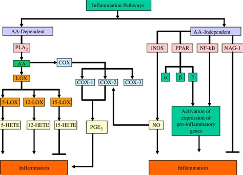 Pathways of inflammation. Inflammatory cell signaling pathways can be ...