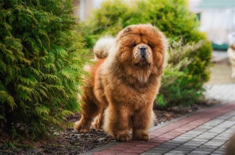 Top 10 Ginger Dog Breeds | PetGuide