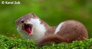 weasel teeth - Google Search | Weasel, Predator, Animals