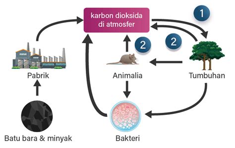 Berikut adalah bagan siklus karbon. Proses y...