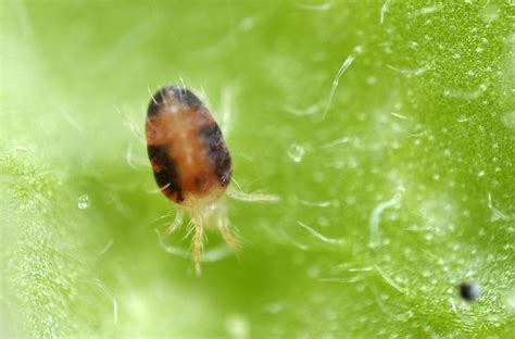 Spider mites - how to detect, identify and control| Cropaia