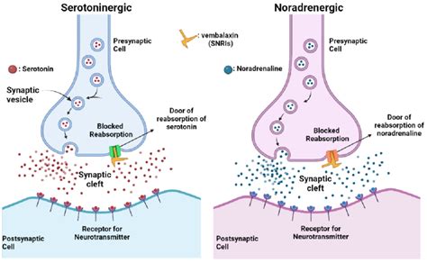 Duloxetine (Cymbalta): A Potential Off-Label Treatment for Migraine – Cerebral Torque