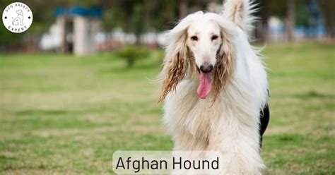 The Afghan Hound dog breed. Are you curious about this dog?