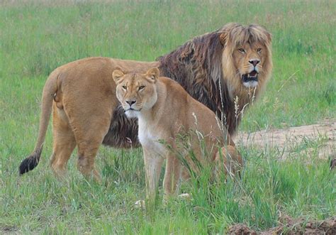 Pat Craig's Wild Idea of an Animal Sanctuary near Denver