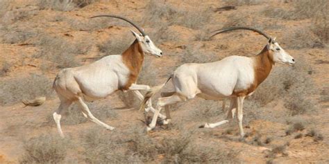 Scimitar-horned Oryx Reintroduction | Smithsonian's National Zoo and Conservation Biology Institute