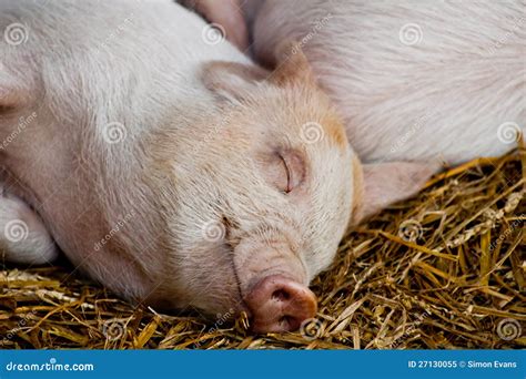 Happy Sleeping Piglet Royalty Free Stock Photo - Image: 27130055