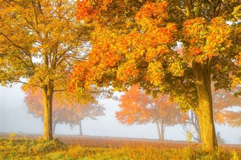 Premium Photo | Colourful autumn colours on the trees in the forest beautiful autumn nature