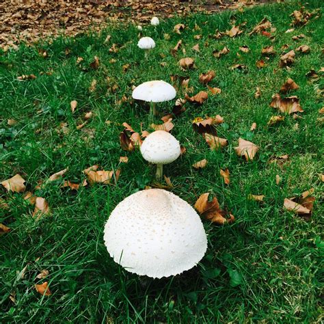 Princeton Nature Notes: Fairy Ring Mushrooms