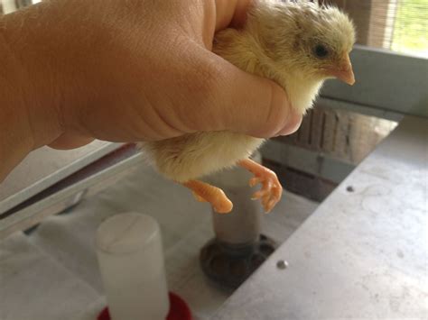 chick hatched with curled toes....update | BackYard Chickens - Learn How to Raise Chickens