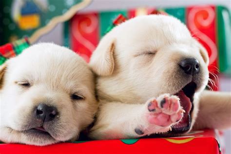 225 of the Most Festive Christmas Dog Names