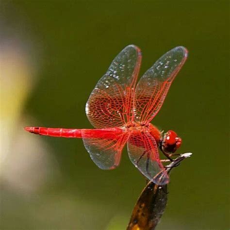 Gorgeous Red Dragonfly Dragonfly Photos, Dragonfly Insect, Dragonfly ...