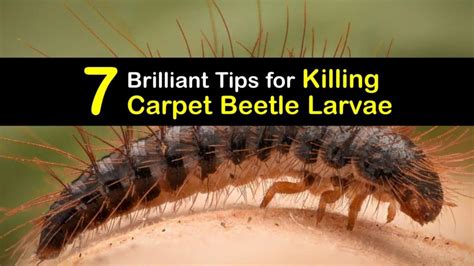 Killing Carpet Beetle Larvae - Clever Tips for Getting Rid of Carpet Beetles