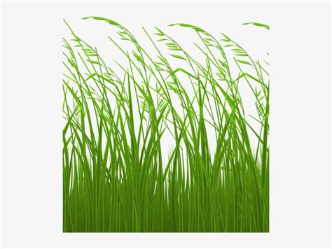 Grass Clipart Logo - Tall Grass Clipart Transparent PNG - 510x600 - Free Download on NicePNG