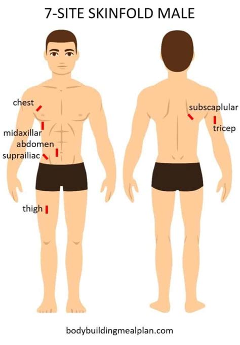 Body Fat Percentage Calculator: Caliper, Circumference, Or Visual