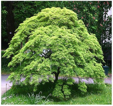 Green Lace Leaf Japanese Maple - ACER palmatum matsumurae Dissectum SEEDS | Japanese maple tree ...