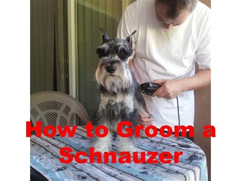 Miniature Schnauzer Grooming