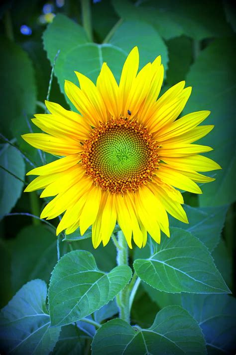 Sunflower in Green Photograph by Suzanne DeGeorge | Fine Art America